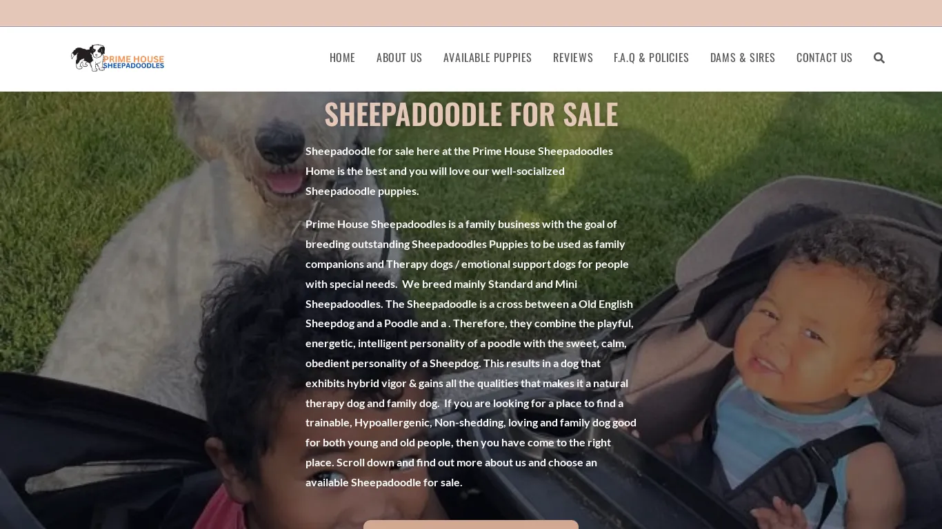 is Sheepadoodle for sale | Standard & Mini Sheepadoodles for sale legit? screenshot