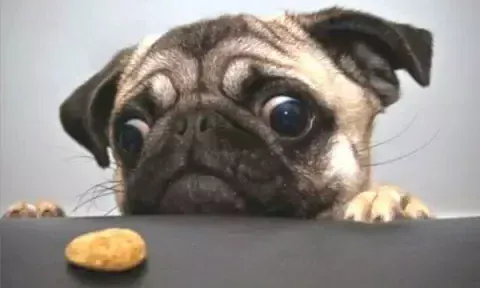 pug||