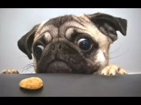 pug||