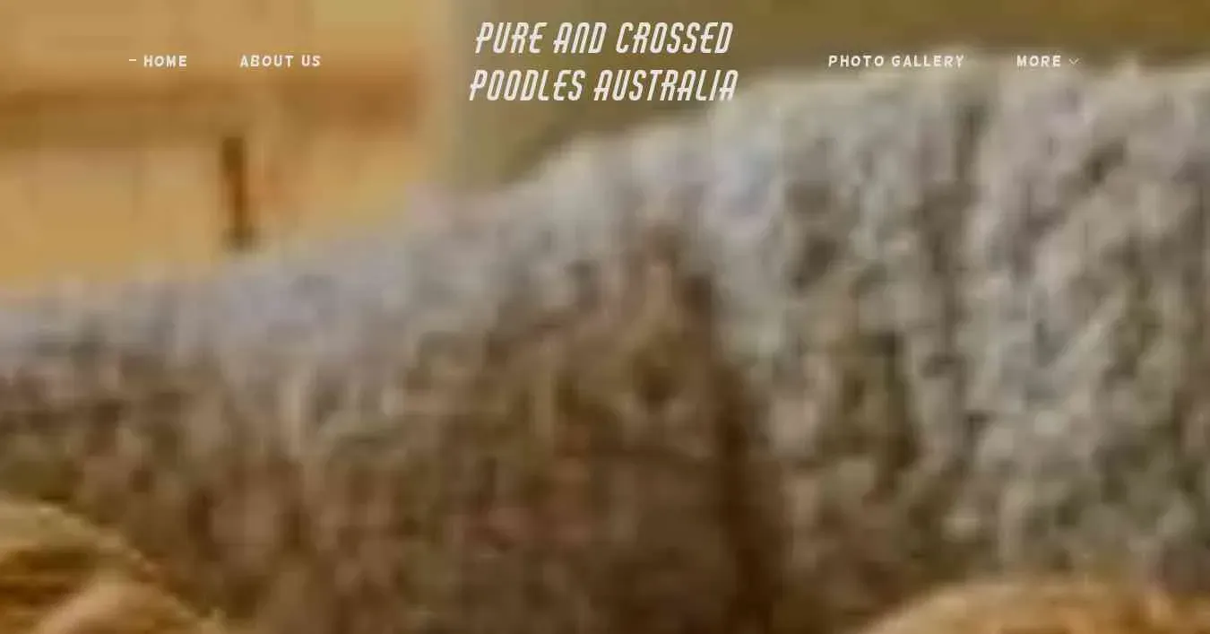 is pureandcrossedpoodles.com legit? screenshot