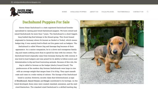A screenshot of Purebredsaintbernardpuppies.com