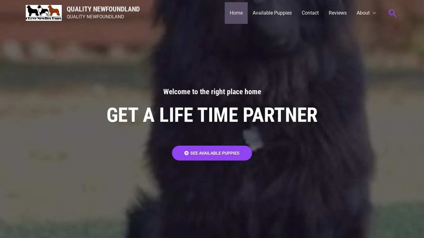is qualitynewfoundland.com legit? screenshot