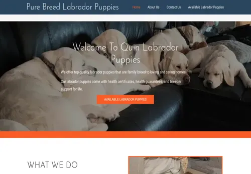 is quinlabradorpuppies.com legit? screenshot