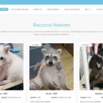raccoonheaven com