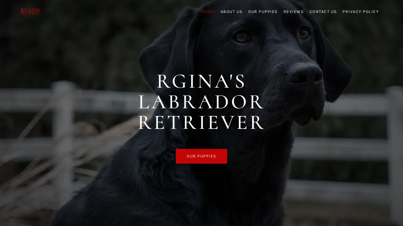 is reginasjlabradorretrievers.com legit? screenshot