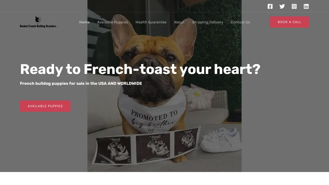 A screenshot of Rocketfrenchbulldogbreeders.com