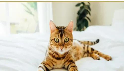 A screenshot of Genlanfamilystbernard.com