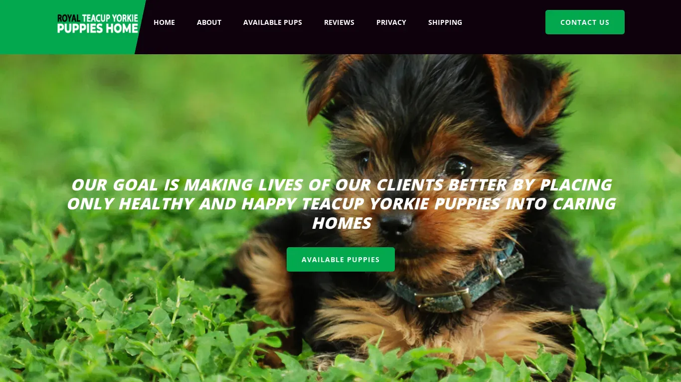 is royalteacupyorkiepuppieshome.com legit? screenshot
