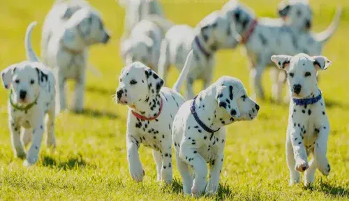 A screenshot of Genlanfamilystbernard.com