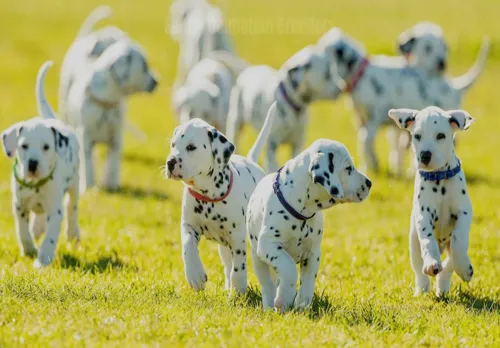 is sanitydalmatianbreeders.com legit? screenshot