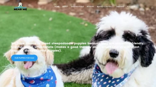 A screenshot of Sheepadoodlepuppiesnearme.com