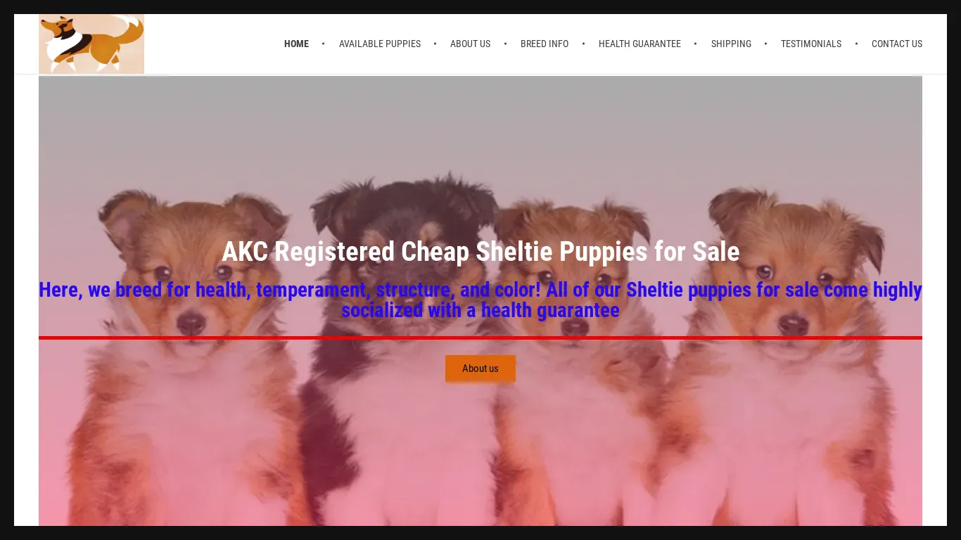 is sheltiepuppiesforadoption.com legit? screenshot