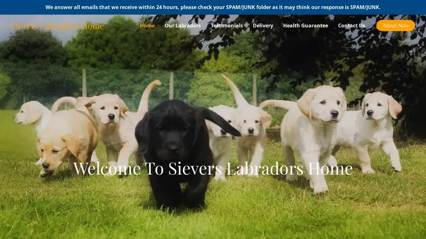 is Sievers Labradors Home – Purebred Labradors For Sale legit? screenshot