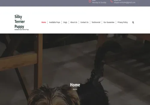 is silkyterrierpupsforsale.com legit? screenshot