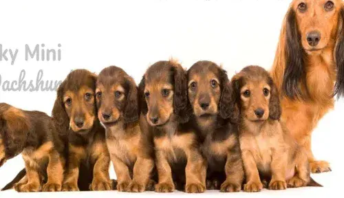 A screenshot of Genlanfamilystbernard.com