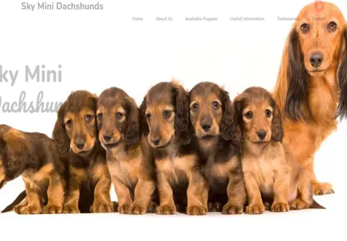 is skyminidachshunds.com legit? screenshot