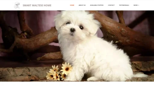 A screenshot of Smartsweetmaltesehome.com
