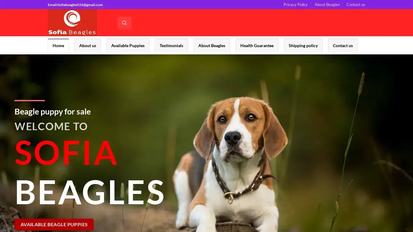 is Sofia Beagles – best beables puppy online shop|adopt your beagles puppies online legit? screenshot