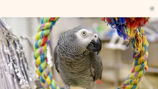 A screenshot of Starbucksbirdfarm.shop