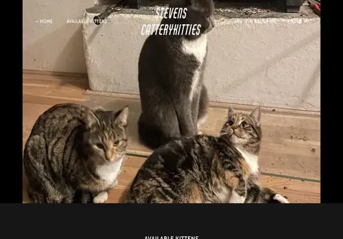 is stevenscatterykitties.co.za legit? screenshot