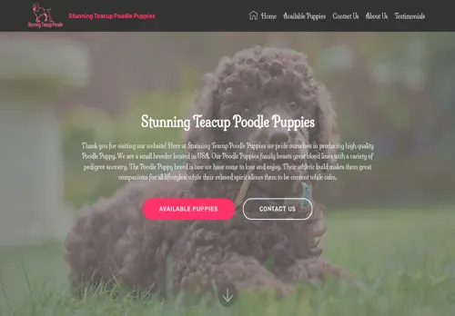 is stunningteacupoodlepuppies.com legit? screenshot