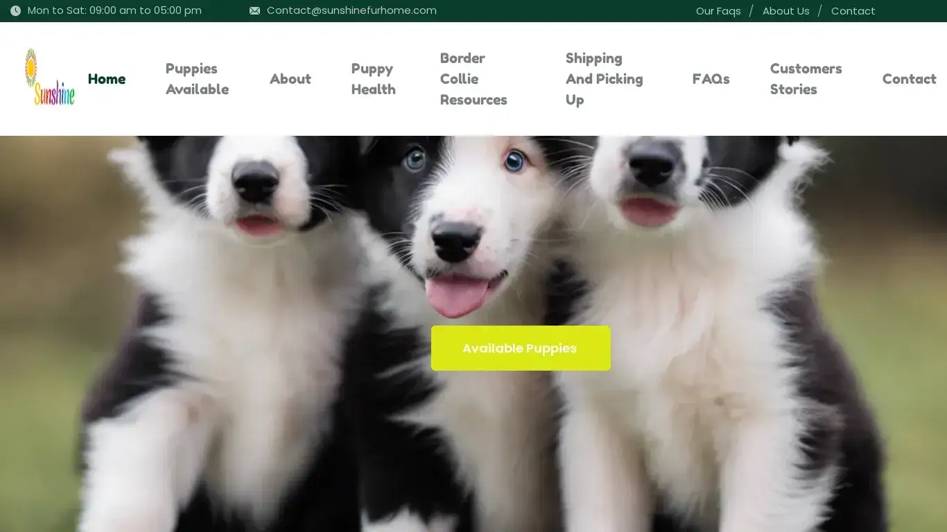 is Sunshine Fur Home – Collie Puppies For Sale legit? screenshot