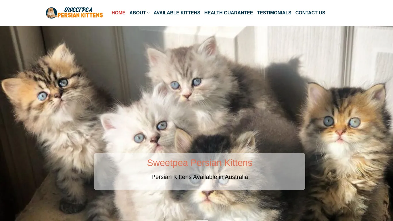 is Sweetpea Persian Kittens – Persian Kittens for sale legit? screenshot