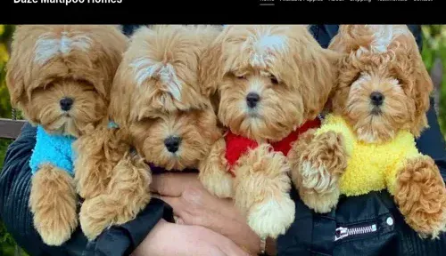 A screenshot of Genlanfamilystbernard.com