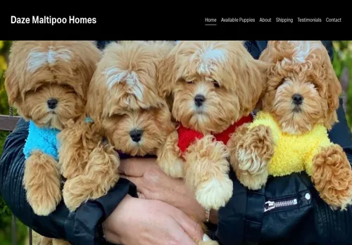 is teacupmaltipoohomes.org legit? screenshot