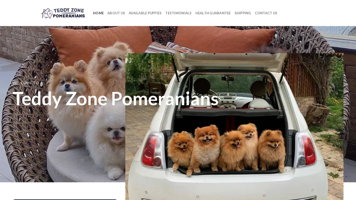 is teddyzonepomeranians.com legit? screenshot