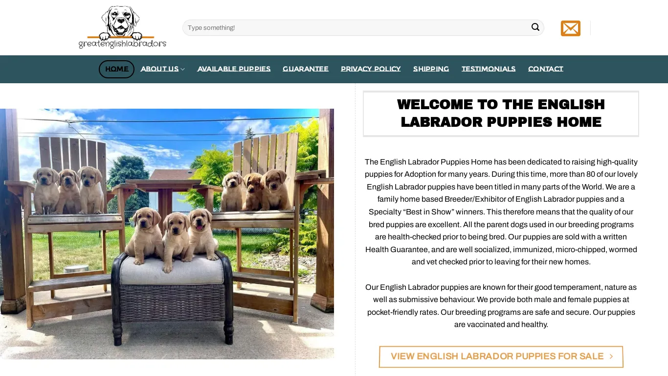 is theenglishlabradorpuppies.com legit? screenshot