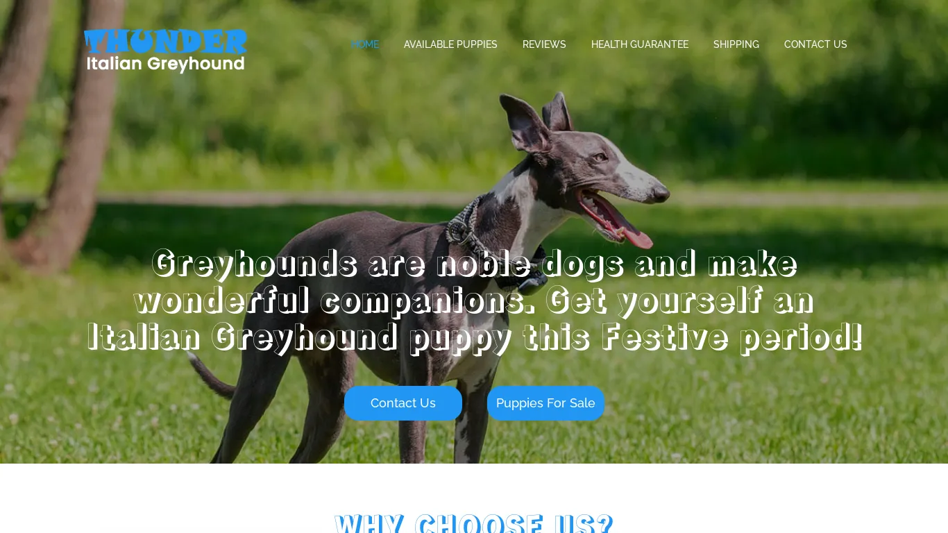 is thunderitaliangreyhound.com legit? screenshot