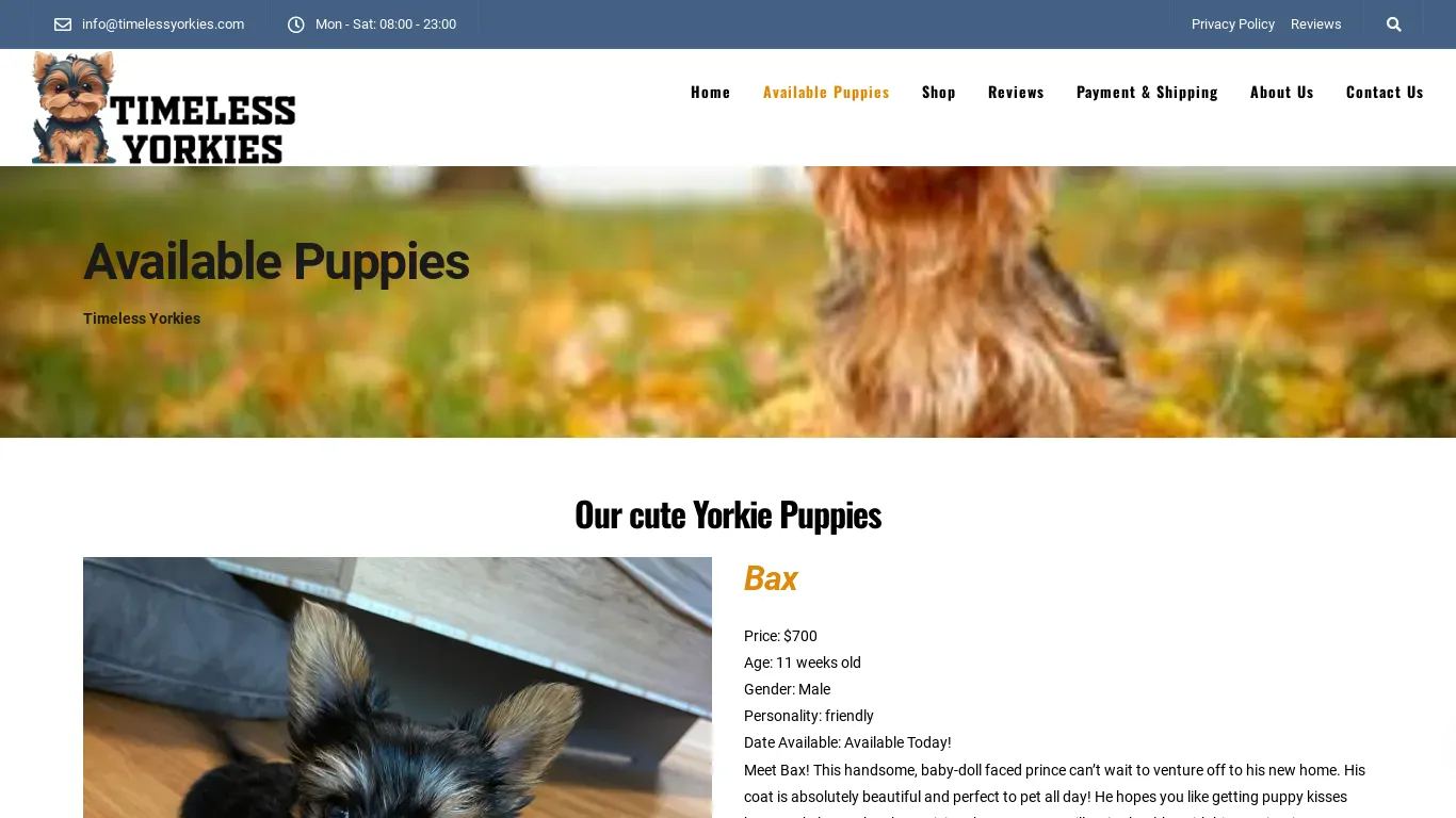 is Timeless Yorkies legit? screenshot