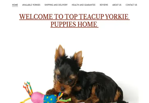 is topyorkiepuppies.com legit? screenshot