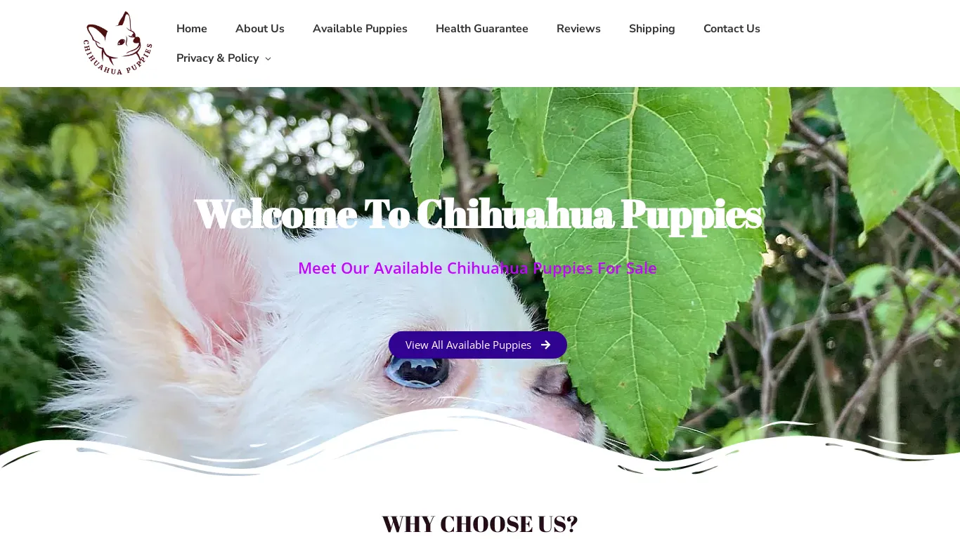 is tractiveschihuahuablog.com legit? screenshot