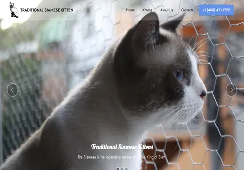 is traditionalsiamesekittensforsale.com legit? screenshot