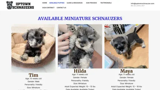 A screenshot of Uptownschnauzer.com