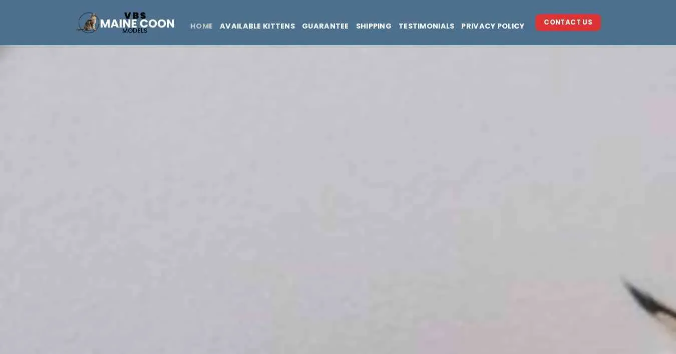 is vbsmainecoonmodels.com legit? screenshot