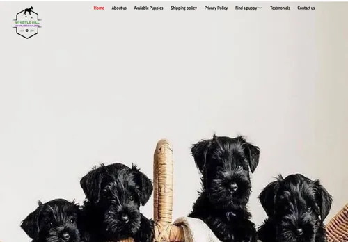 is whistlehillschnauzers.com legit? screenshot