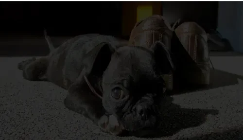 A screenshot of Genlanfamilystbernard.com