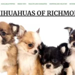 worldof chihuahua s com
