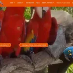 worldwideexotic parrot sfarm com