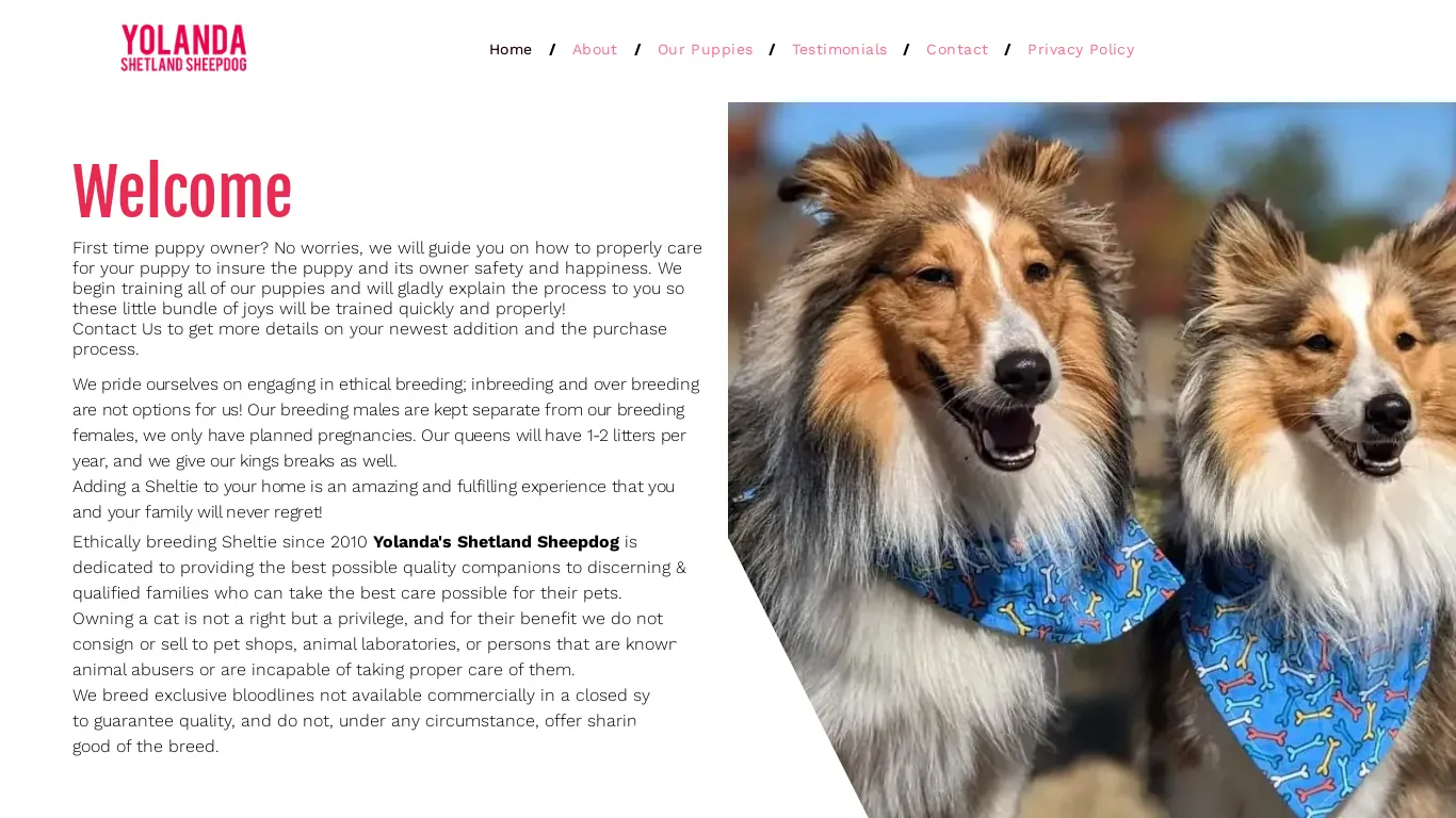 is yolandassheltiepups.com legit? screenshot