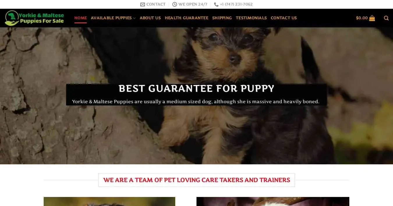 is yorkieandmalteseforsales.com legit? screenshot