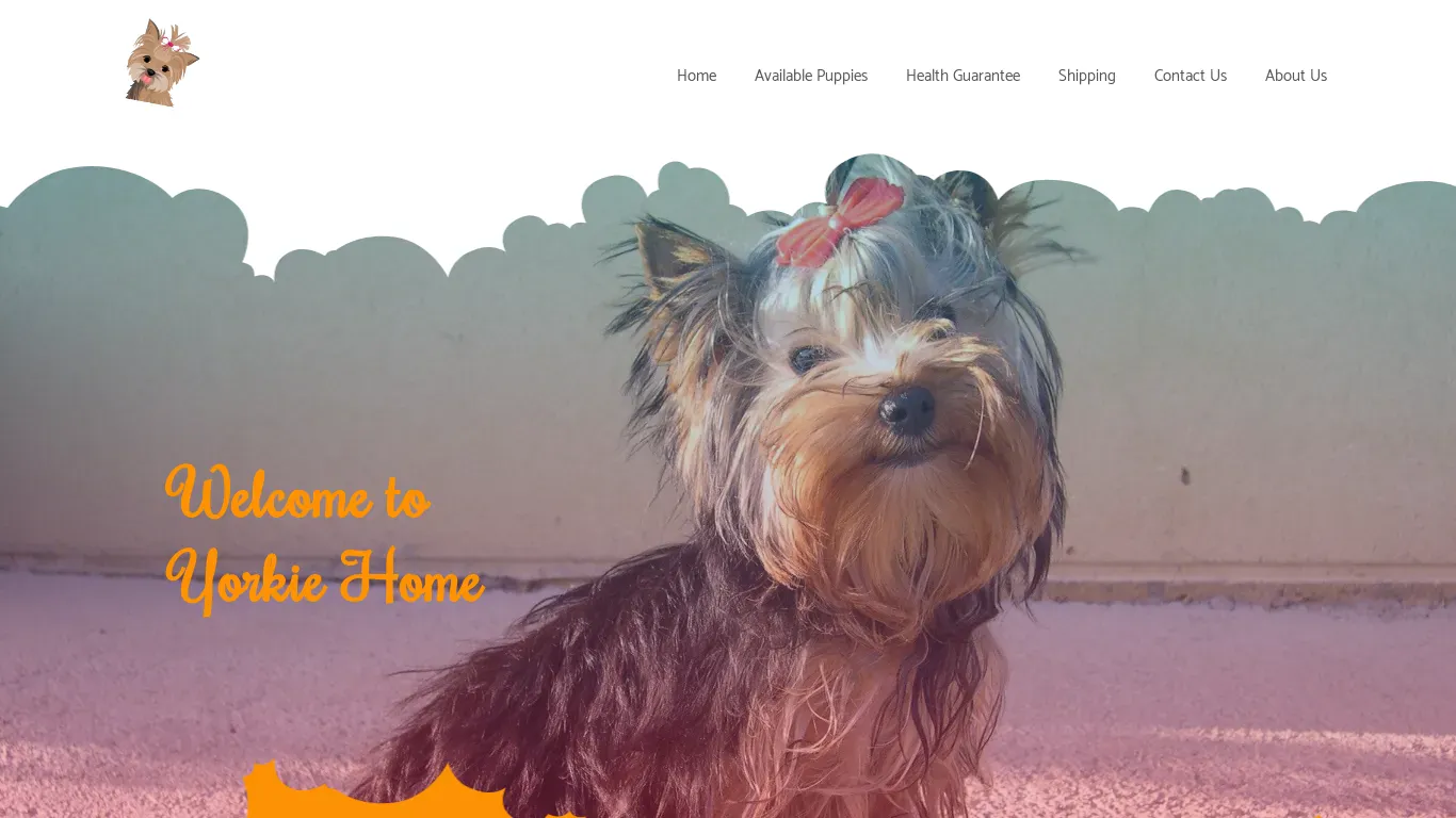 is Cute Yorkies Sales – Yorkie Puppies for Sale legit? screenshot