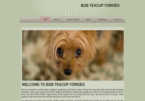 is yorkiepuppiesshowcase.com legit? screenshot