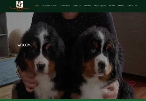 is zacharybernesemountainpuppies.com legit? screenshot