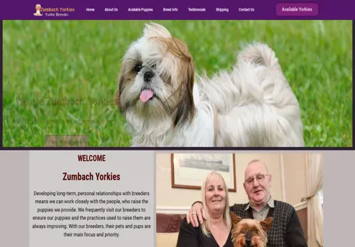 is zumbachyorkies.com legit? screenshot