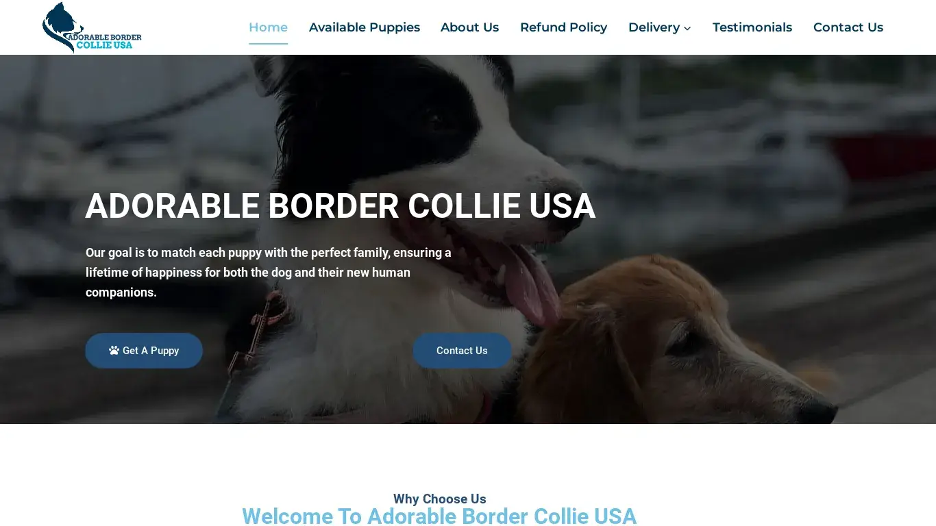is Adorable Border Collie USA – Adorable Border Collie Puppies for sale legit? screenshot
