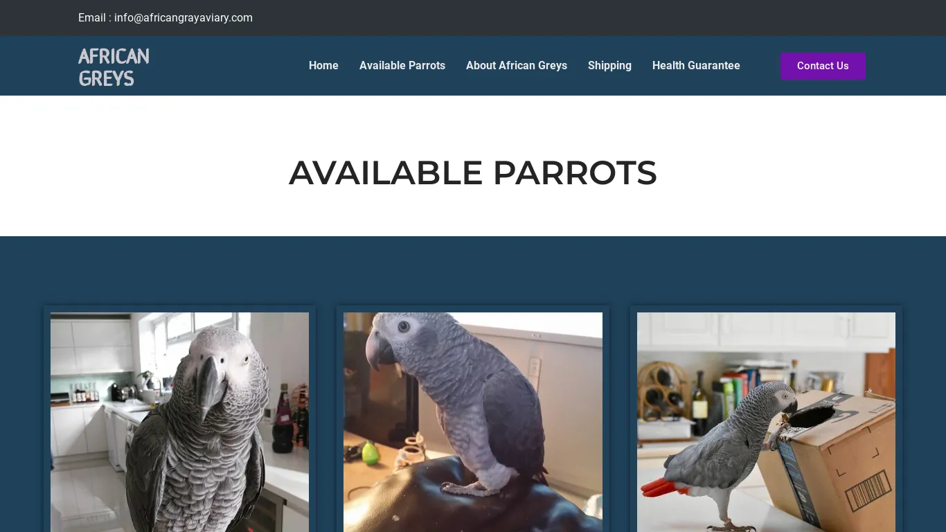 is African grey Parrots – africangrayaviary.com legit? screenshot